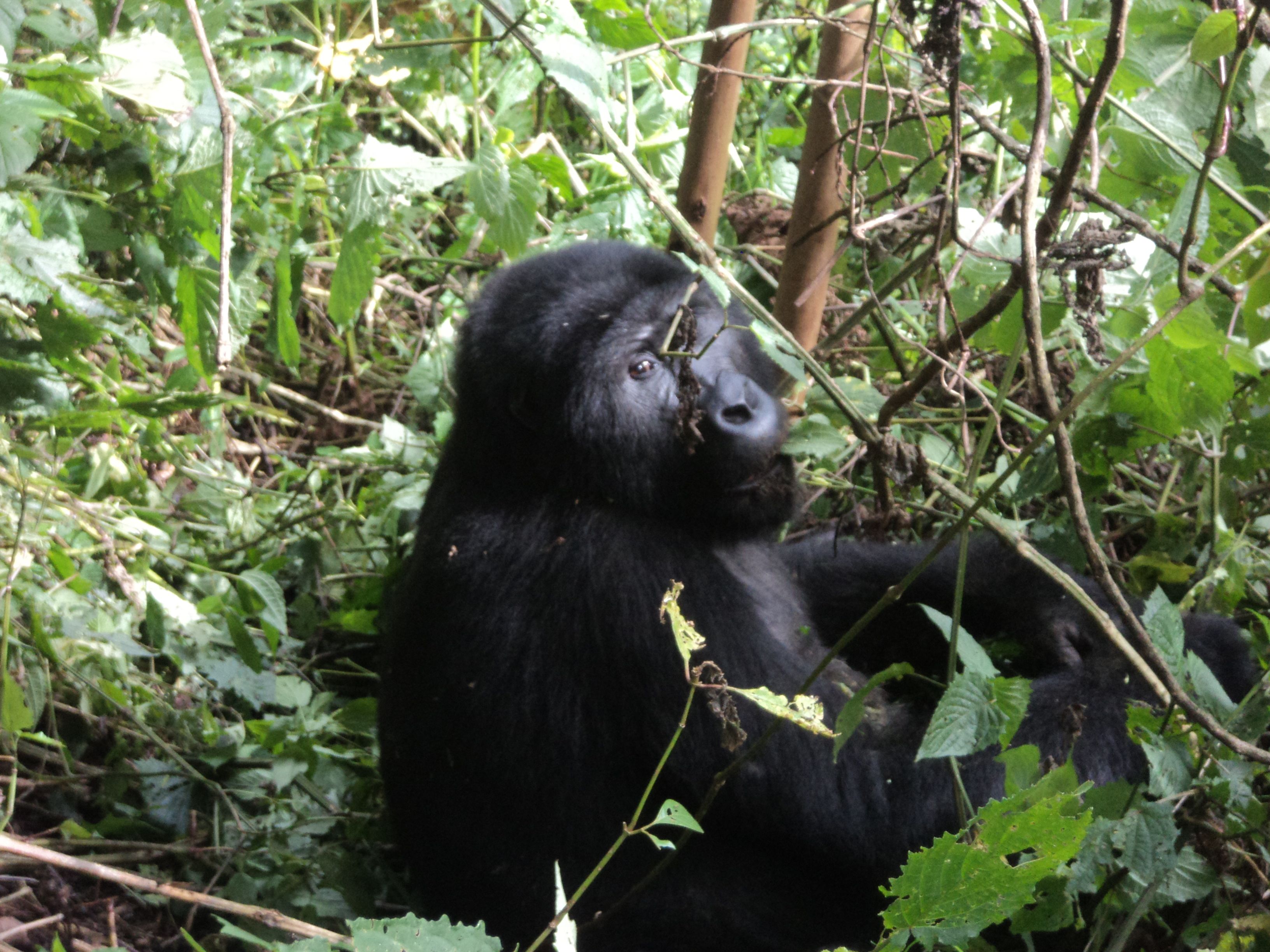 mountain gorilla essay mountain gorilla essay